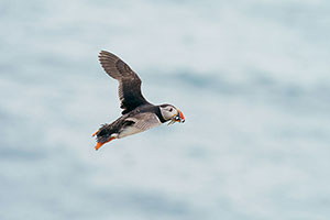 Frailecillo atlántico (Fratercula arctica)