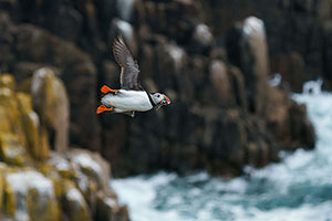 Frailecillo atlántico (Fratercula arctica)