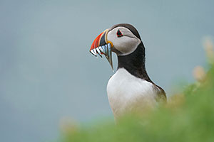 Frailecillo atlántico (Fratercula arctica)