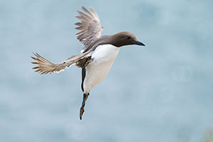 Arao común (Uria aalge)