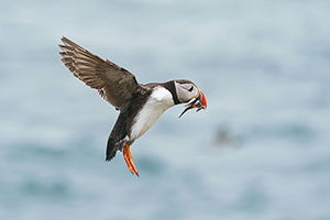 Frailecillo atlántico (Fratercula arctica)