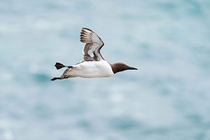 Arao común (Uria aalge)