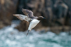 Arao común (Uria aalge)