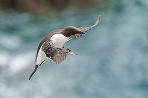 Arao común (Uria aalge)