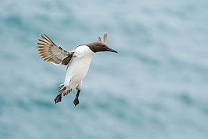 Arao común (Uria aalge)