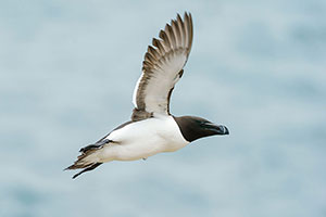 Alca común (Alca torda)