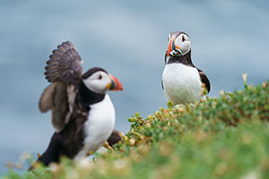 Frailecillo atlántico (Fratercula arctica)