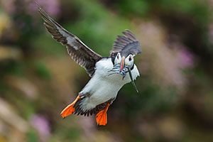 Frailecillo atlántico (Fratercula arctica)