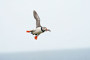 Frailecillo atlántico (Fratercula arctica)