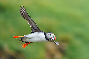 Frailecillo atlántico (Fratercula arctica)