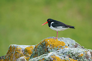 Ostrero euroasiático (Haematopus ostralegus)