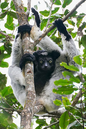 Indri (Indri indri). Reserva Analamazoatra