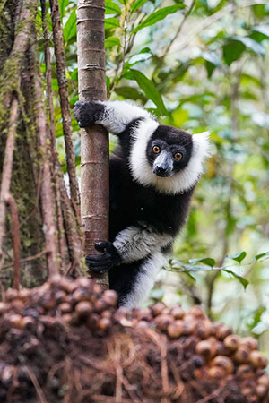 Lémur rufo blanco y negro (Varecia variegata). Reserva Analamazoatra