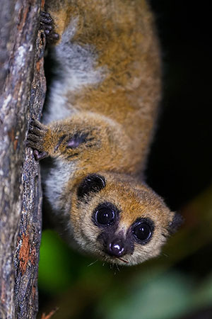 Lemur enano mayor (Cheirogaleus major). P.N. Andasibe-Mantadia