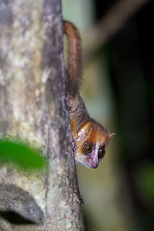 Lémur ratón rojizo (Microcebus rufus). P.N. Andasibe-Mantadia