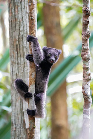 Indri (Indri indri). Reserva de Mitsinjo