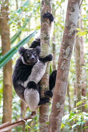 Indri (Indri indri). Reserva de Mitsinjo