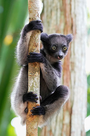 Indri (Indri indri). Reserva de Mitsinjo