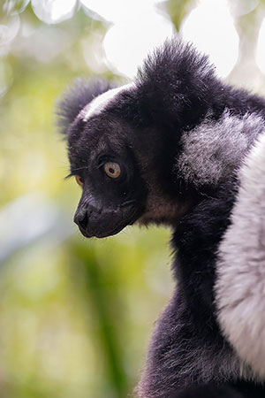 Indri (Indri indri). Reserva de Mitsinjo