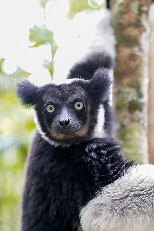 Indri (Indri indri). Reserva de Mitsinjo