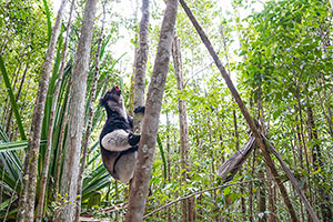 Indri (Indri indri). Reserva de Mitsinjo