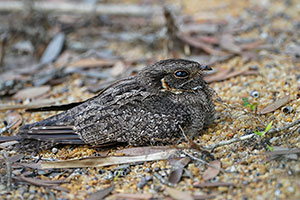 Chotacabras malgache (Caprimulgus madagascariensis). Reserva Ankanin'ny nofy