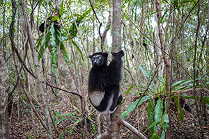 Indri (Indri indri). Reserva Ankanin'ny nofy