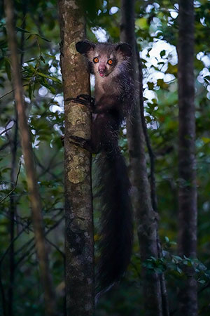 Aye-aye (Daubentonia madagascariensis). Reserva Ankanin'ny nofy