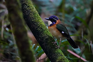 Carraca terrestre cabeciazul (Atelornis pittoides). P.N. Ranomafana