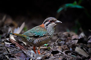 Carraca terrestre escamosa (Geobiastes squamiger). P.N. Ranomafana