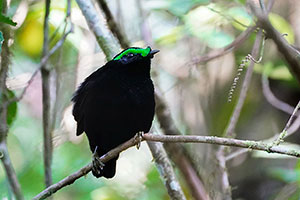 Filepita aterciopelada (Philepitta castanea). P.N. Ranomafana