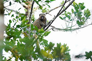 Lémur dorado (Hapalemur aureus). P.N. Ranomafana