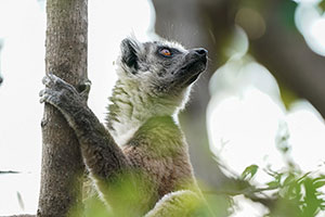 Lémur de cola anillada (Lemur catta). Reserva de Anja