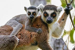Lémur de cola anillada (Lemur catta). Reserva de Anja