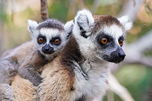 Lémur de cola anillada (Lemur catta). Reserva de Anja