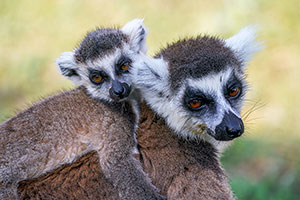 Lémur de cola anillada (Lemur catta). Reserva de Anja