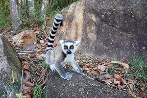 Lémur de cola anillada (Lemur catta). Reserva de Anja