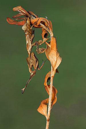 Mantis fantasma (Phyllocrania sp). P.N. Andasibe-Mantadia