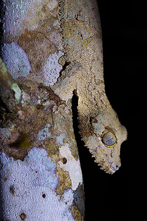 Mossy leaf-tailed gecko (Uroplatus sikorae). P.N. Andasibe-Mantadia