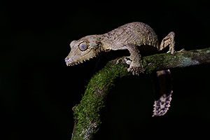 Mossy leaf-tailed gecko (Uroplatus sikorae). P.N. Andasibe-Mantadia