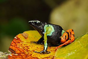 Baron's mantella (Mantella baroni). P.N. Andasibe-Mantadia