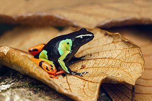 Baron's mantella (Mantella baroni). P.N. Andasibe-Mantadia