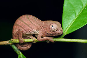 Camaleón. P.N. Andasibe-Mantadia