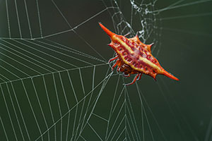 Long-winged kite spider (Gasteracantha versicolor). P.N. Andasibe-Mantadia