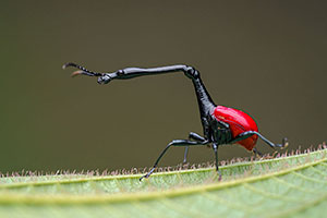 Gorgojo jirafa (Trachelophorus giraffa). P.N. Andasibe-Mantadia