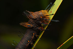 Oruga. Reserva Ankanin'ny nofy