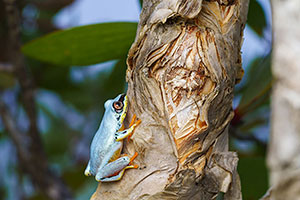 Blue-back reed frog (Heterixalus madagascariensis). Reserva Ankanin'ny nofy