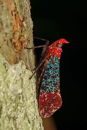 Lantern Bug. Reserva Ankanin'ny nofy