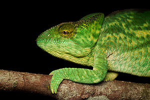 Camaleón pantera (Furcifer pardalis). Reserva Ankanin'ny nofy