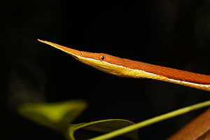 Serpiente cabeza de hoja (Langaha madagascariensis). Reserva Ankanin'ny nofy